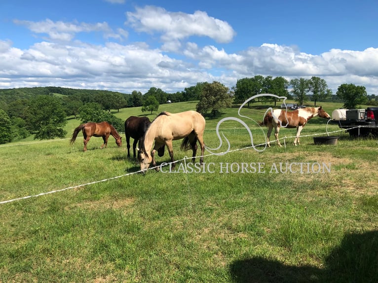 American Quarter Horse Mare 10 years 16 hh Buckskin in Morrilton, AR