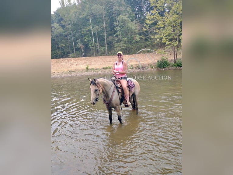 American Quarter Horse Mare 10 years 16 hh Buckskin in Morrilton, AR