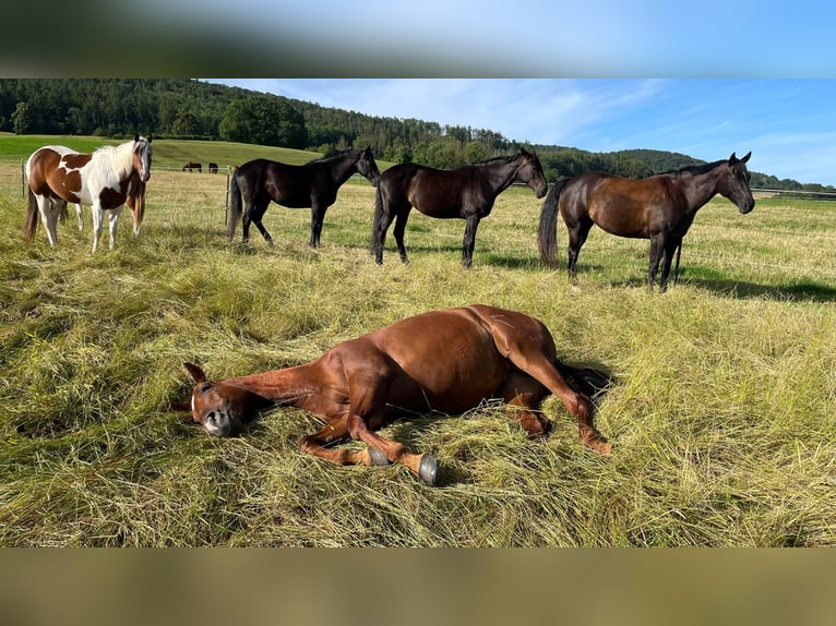 American Quarter Horse Mare 10 years 16 hh Chestnut-Red in Golmbach