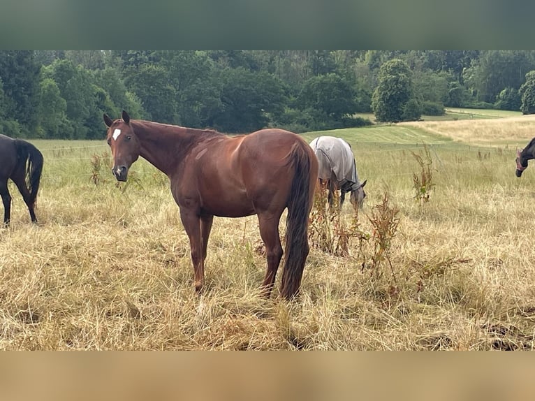 American Quarter Horse Mare 10 years 16 hh Chestnut-Red in Golmbach