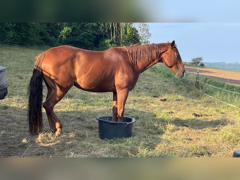 American Quarter Horse Mare 10 years 16 hh Chestnut-Red in Golmbach