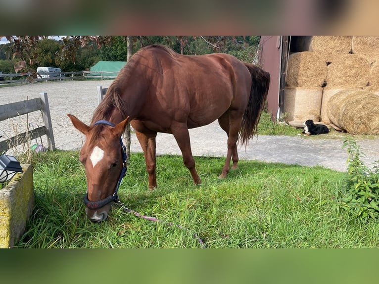 American Quarter Horse Mare 10 years 16 hh Chestnut-Red in Golmbach