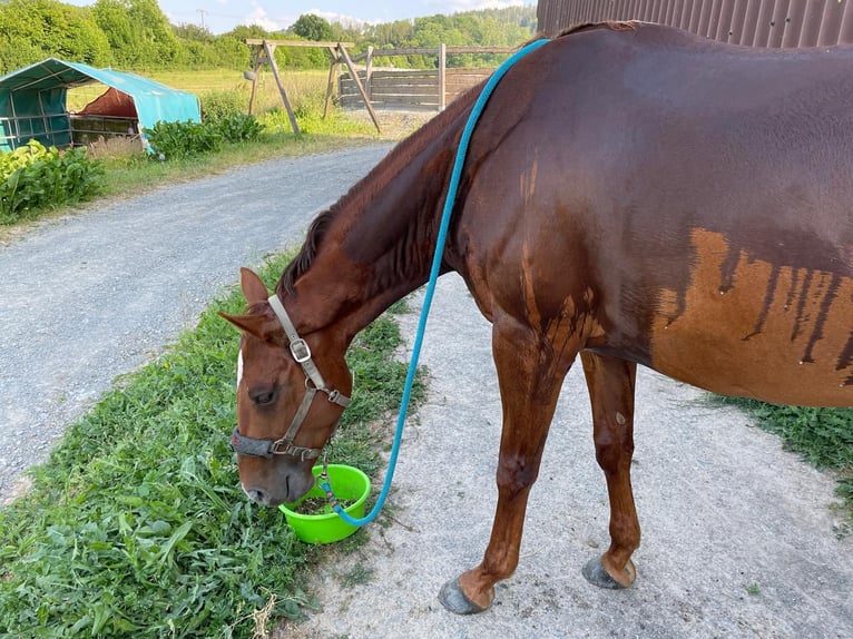 American Quarter Horse Mare 10 years 16 hh Chestnut-Red in Golmbach