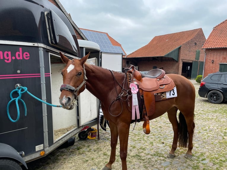 American Quarter Horse Mare 10 years 16 hh Chestnut-Red in Golmbach