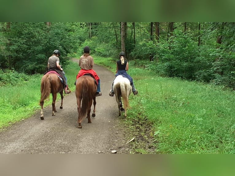 American Quarter Horse Mare 10 years 16 hh Chestnut-Red in Golmbach