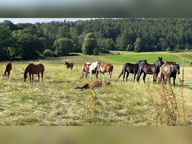 American Quarter Horse Mare 10 years 16 hh  in Stadtoldendorf