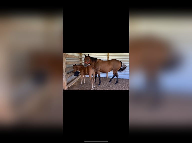 American Quarter Horse Mare 10 years Bay in Big Sandy