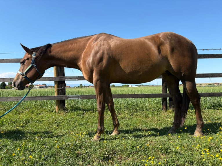 American Quarter Horse Mare 10 years Chestnut-Red in CASTEGNERO