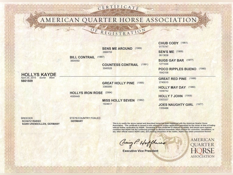 American Quarter Horse Mare 10 years Chestnut-Red in Rathenow