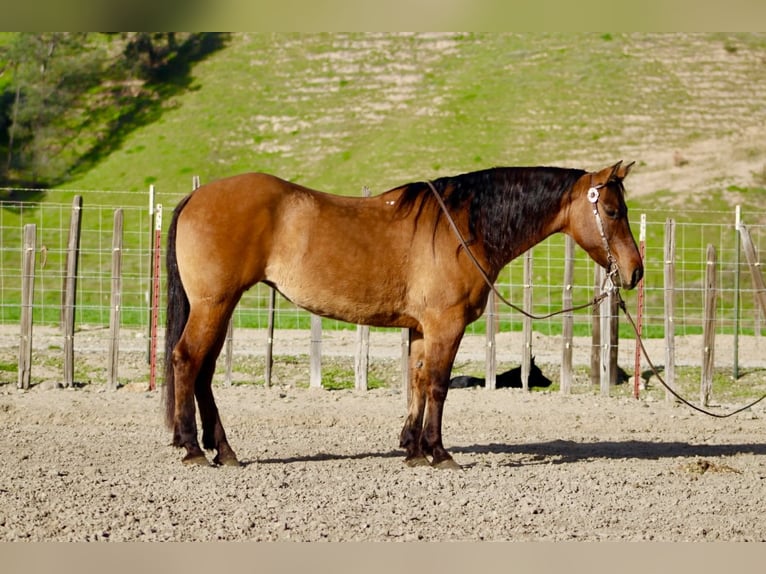 American Quarter Horse Mare 10 years Dun in Tres Pinos