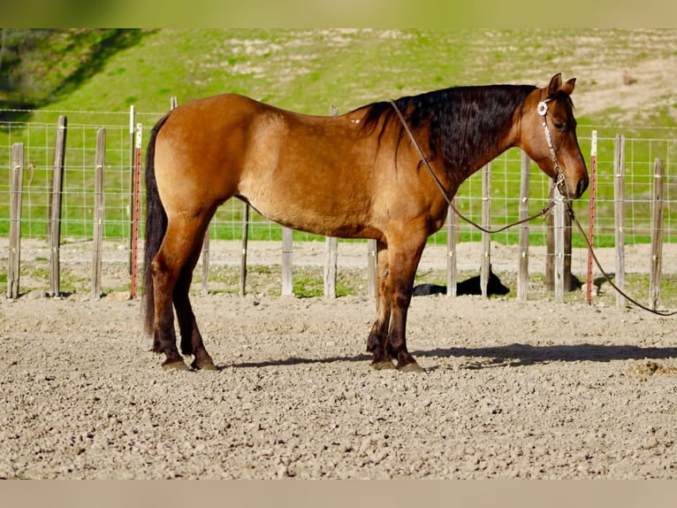 American Quarter Horse Mare 10 years Dun in Tres Pinos