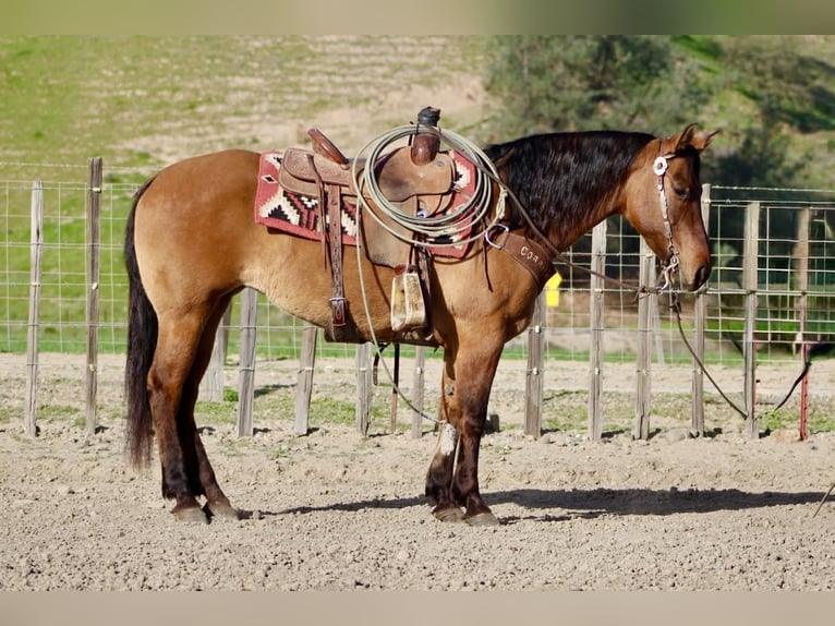 American Quarter Horse Mare 10 years Dun in Tres Pinos