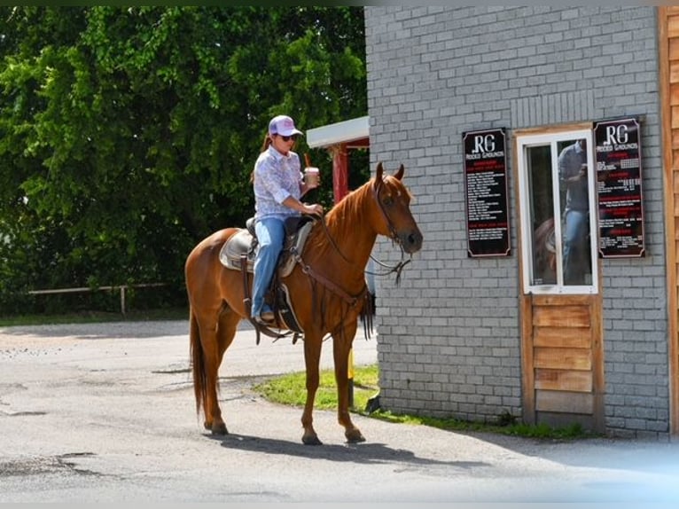 American Quarter Horse Mare 10 years Sorrel in Stephenville