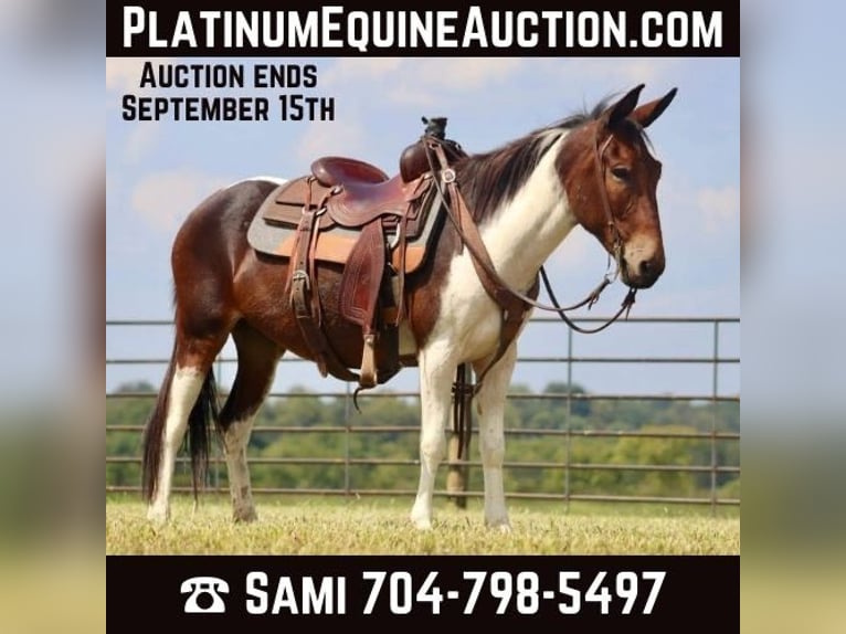 American Quarter Horse Mare 10 years Tobiano-all-colors in Brooksville Ky