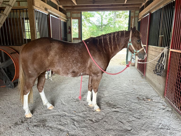 American Quarter Horse Mare 11 years 13 hh Roan-Red in Crestwood