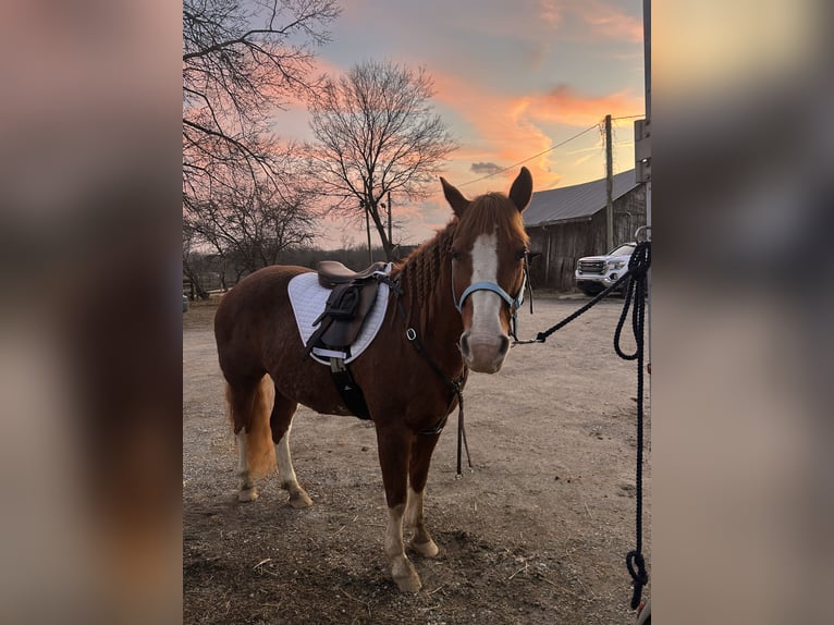 American Quarter Horse Mare 11 years 13 hh Roan-Red in Crestwood