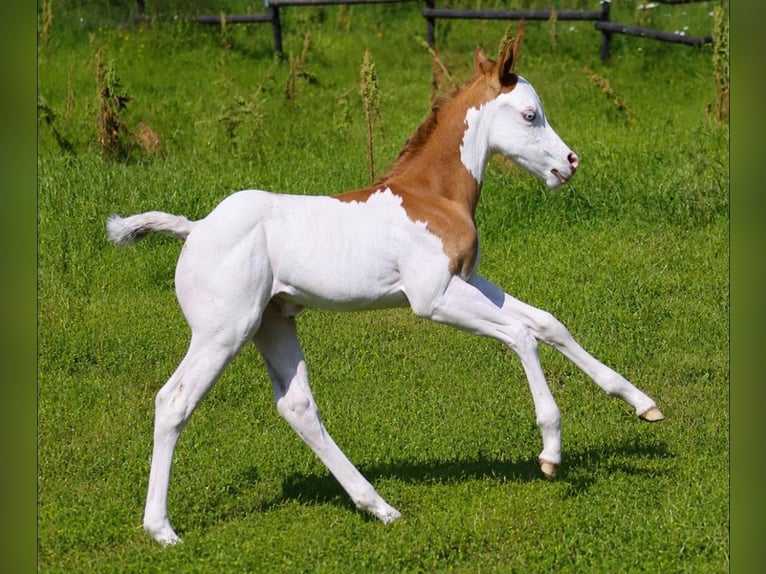 American Quarter Horse Mare 11 years 14.1 hh Brown in Travelsjö