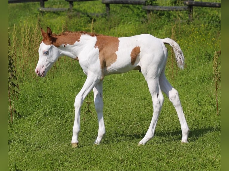 American Quarter Horse Mare 11 years 14.1 hh Brown in Travelsjö