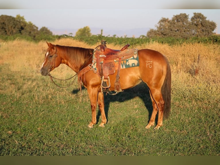 American Quarter Horse Mare 11 years 14,1 hh Chestnut in Waterford, CA