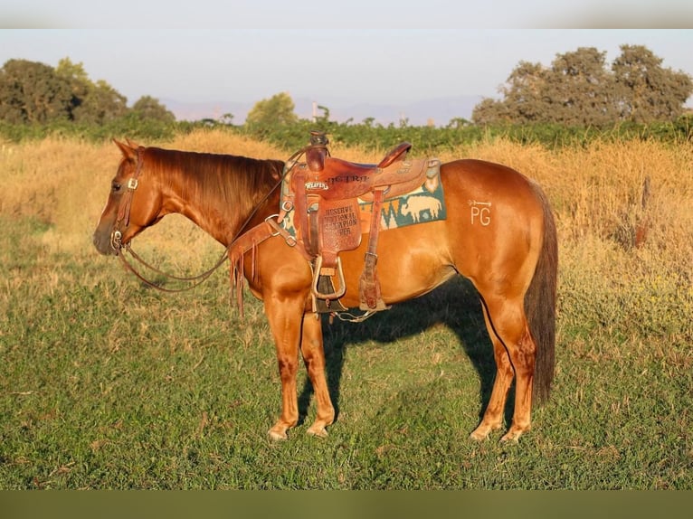 American Quarter Horse Mare 11 years 14,1 hh Chestnut in Waterford, CA