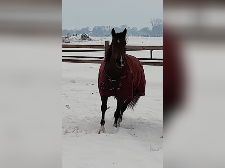 American Quarter Horse Mare 11 years 14.2 hh Bay-Dark in Oldebroek