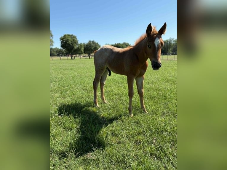 American Quarter Horse Mare 11 years 14.2 hh Bay in Hearne