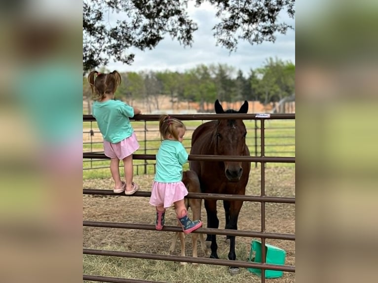 American Quarter Horse Mare 11 years 14.2 hh Bay in Hearne