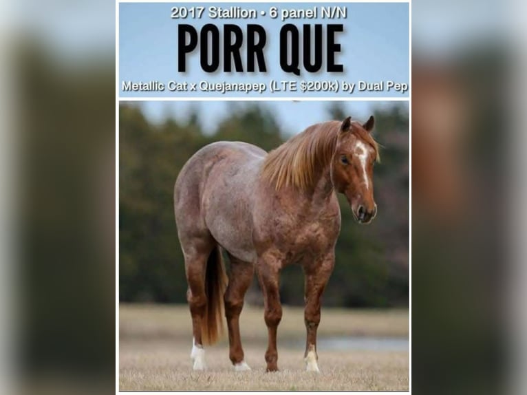 American Quarter Horse Mare 11 years 14.2 hh Bay in Hearne