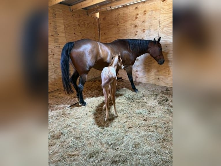 American Quarter Horse Mare 11 years 14.2 hh Bay in Hearne