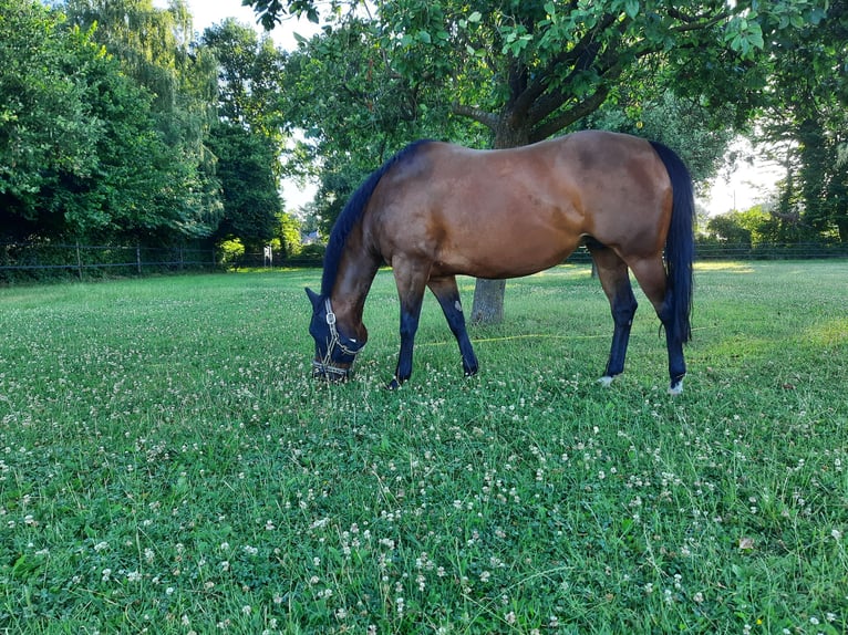 American Quarter Horse Mare 11 years 14,2 hh Brown in Bedburg-Hau