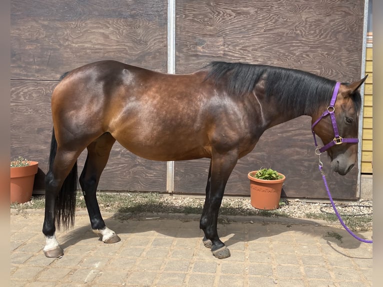 American Quarter Horse Mare 11 years 14.2 hh Brown in Losheim am See