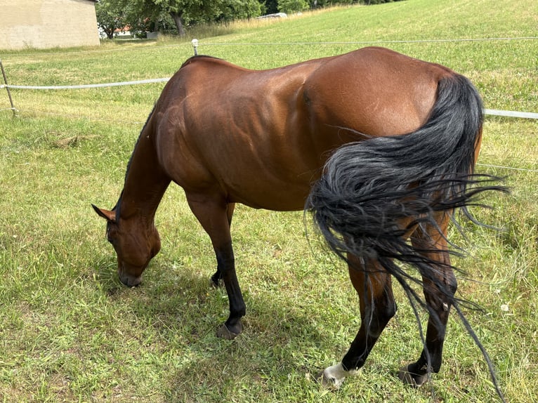 American Quarter Horse Mare 11 years 14.2 hh Brown in Heilsbronn