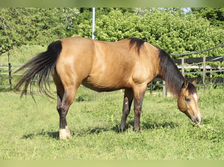American Quarter Horse Mare 11 years 14.2 hh Buckskin in Waldshut-Tiengen