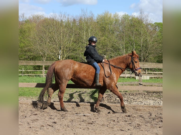 American Quarter Horse Mare 11 years 14,2 hh Chestnut-Red in Timmendorfer Strand