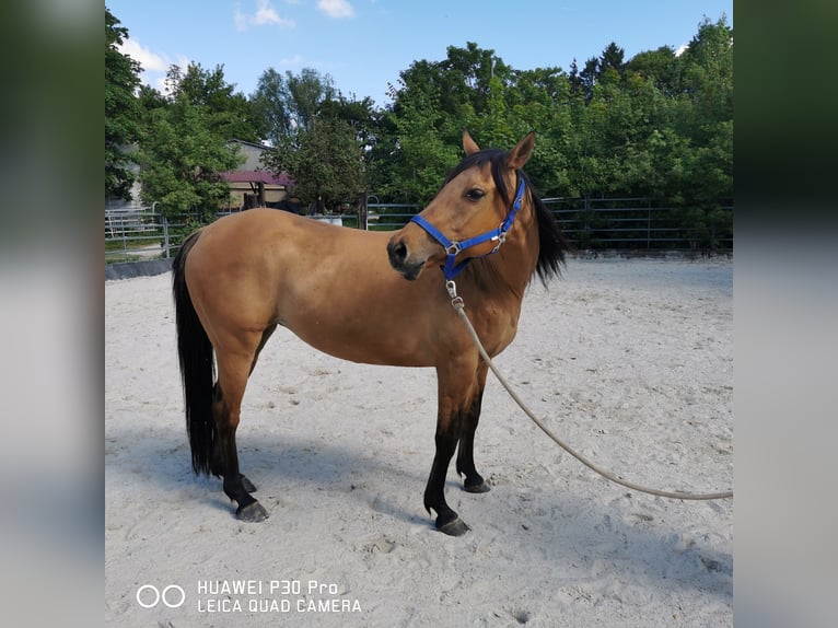 American Quarter Horse Mare 11 years 14.2 hh Dun in Betteldorf