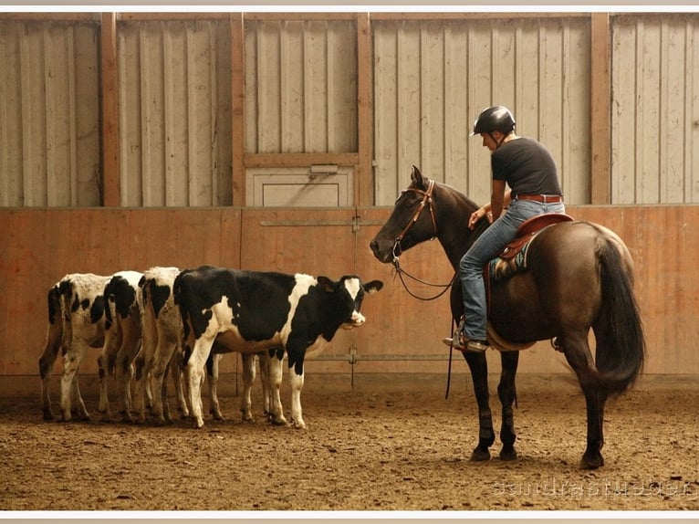 American Quarter Horse Mare 11 years 14.2 hh Grullo in Bremen