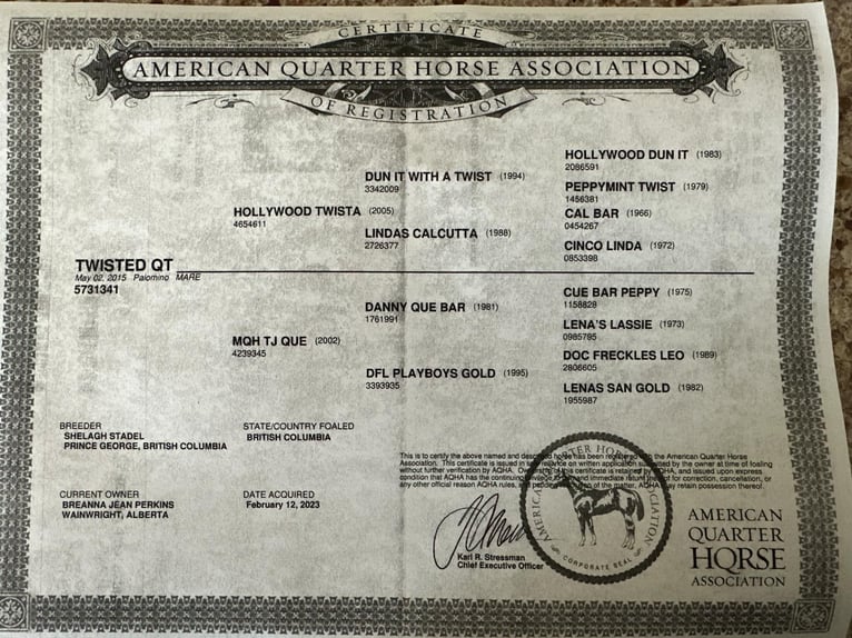 American Quarter Horse Mare 11 years 14.2 hh Palomino in Scottsdale AZ