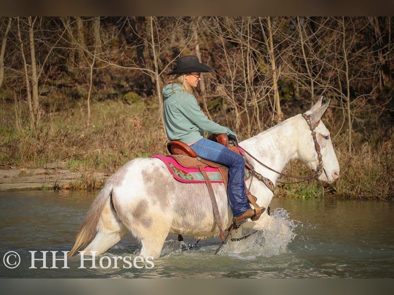 American Quarter Horse Mare 11 years 14,2 hh Roan-Blue in Flemingsburg KY