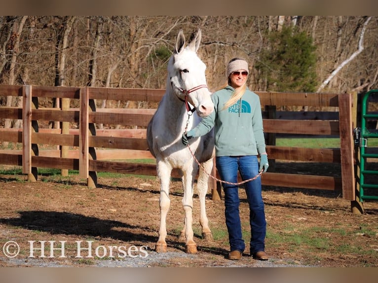 American Quarter Horse Mare 11 years 14,2 hh Roan-Blue in Flemingsburg KY