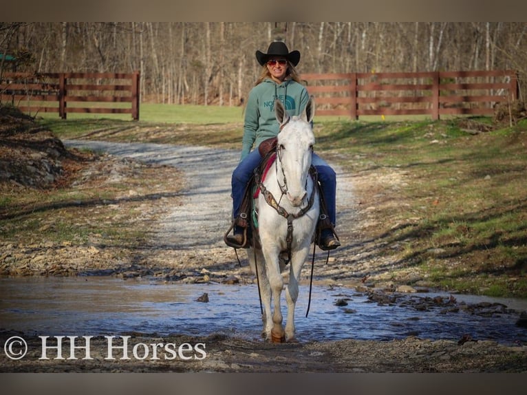 American Quarter Horse Mare 11 years 14,2 hh Roan-Blue in Flemingsburg KY