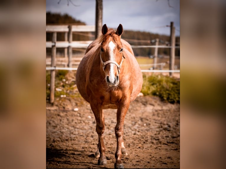 American Quarter Horse Mare 11 years 14.2 hh Roan-Red in Salzwedel