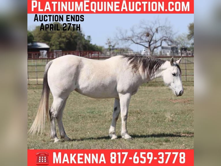 American Quarter Horse Mare 11 years 14.3 hh Grey in Lipan Tx