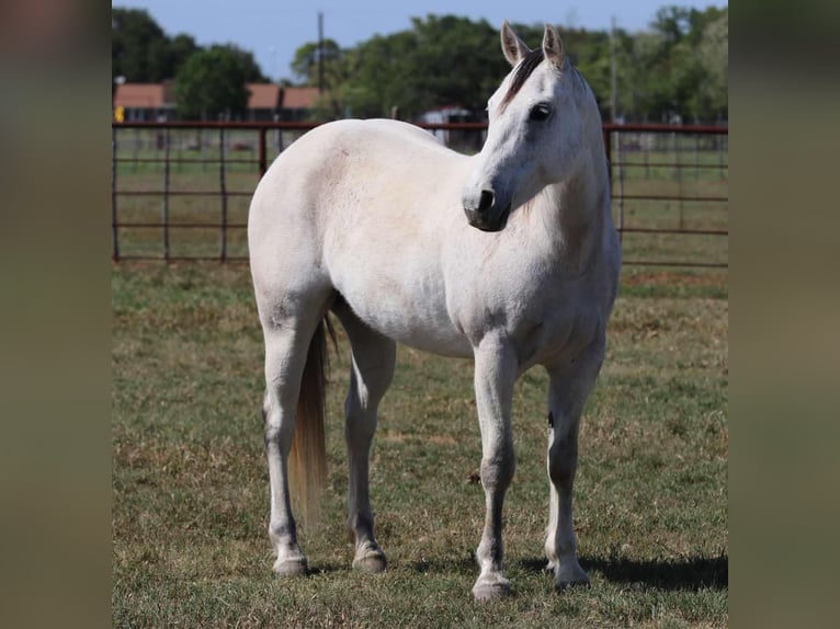 American Quarter Horse Mare 11 years 14.3 hh Grey in Lipan Tx