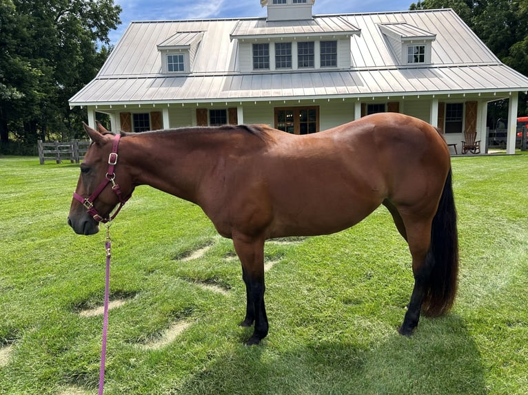 American Quarter Horse Mare 11 years 14 hh Bay in Ada