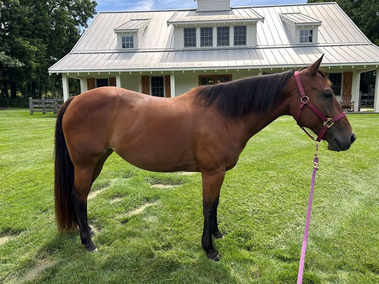 American Quarter Horse Mare 11 years 14 hh Bay in Ada