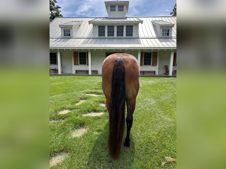 American Quarter Horse Mare 11 years 14 hh Bay in Ada