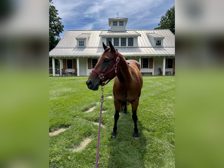 American Quarter Horse Mare 11 years 14 hh Bay in Ada