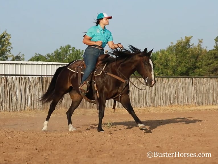 American Quarter Horse Mare 11 years 14 hh Black in weatherford TX