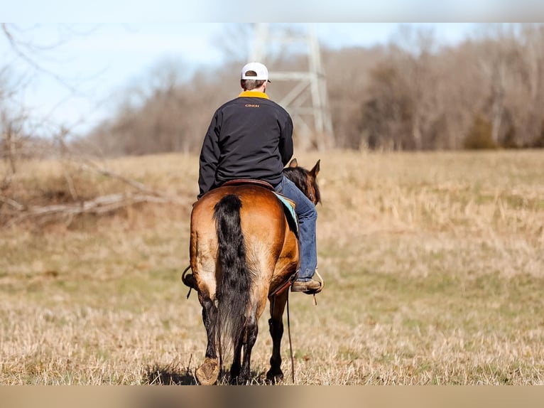 American Quarter Horse Mare 11 years 14 hh Buckskin in Cleveland TN