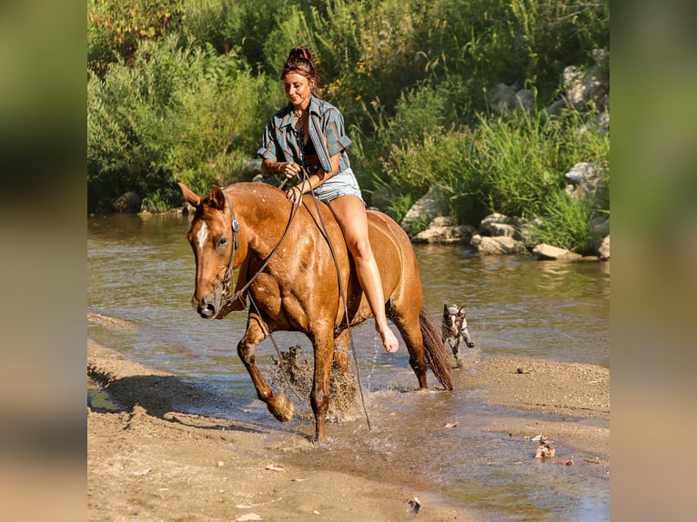 American Quarter Horse Mare 11 years 14 hh Chestnut in Fely OK